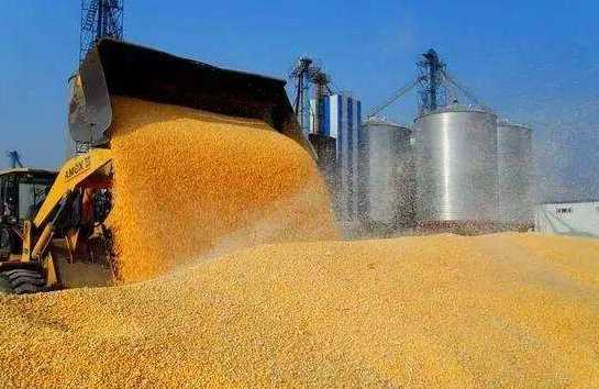 产区上涨而销区下跌 玉米供需矛盾凸显